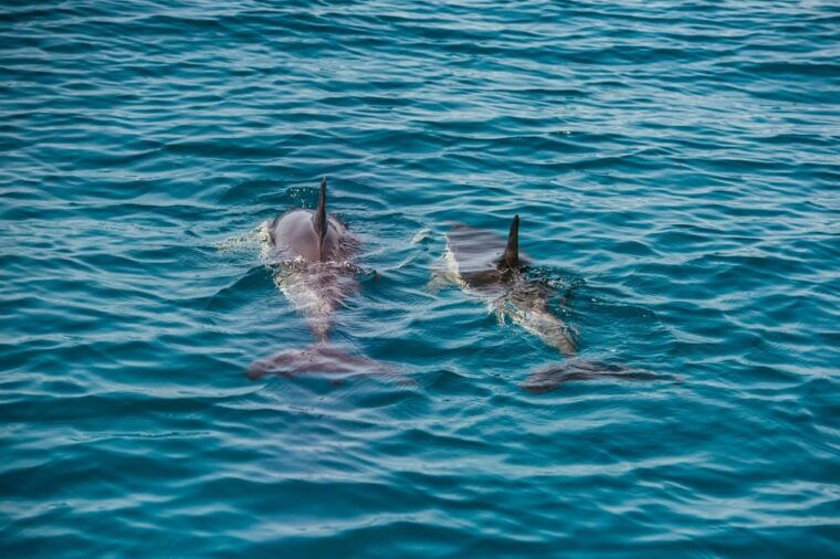 lagos-dolphin-watch-tour-with-professional-marine-biologist