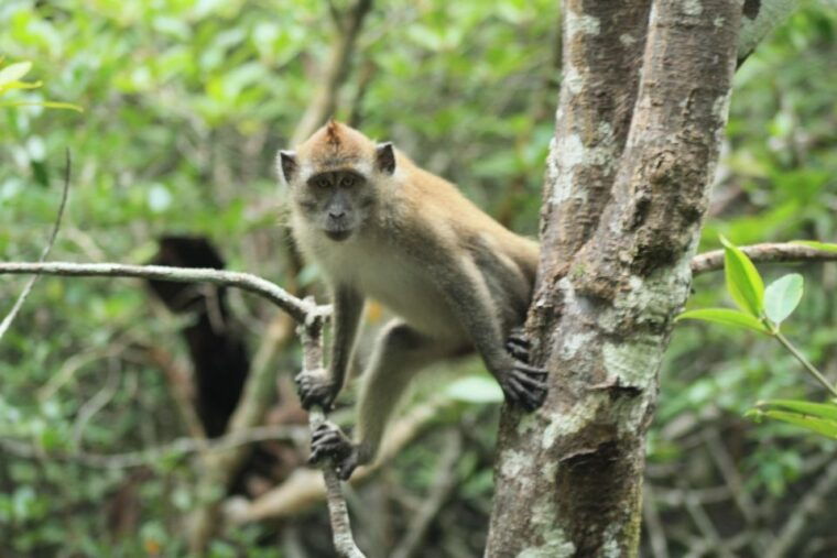 langkawi-unesco-global-geopark-mangrove-cruise