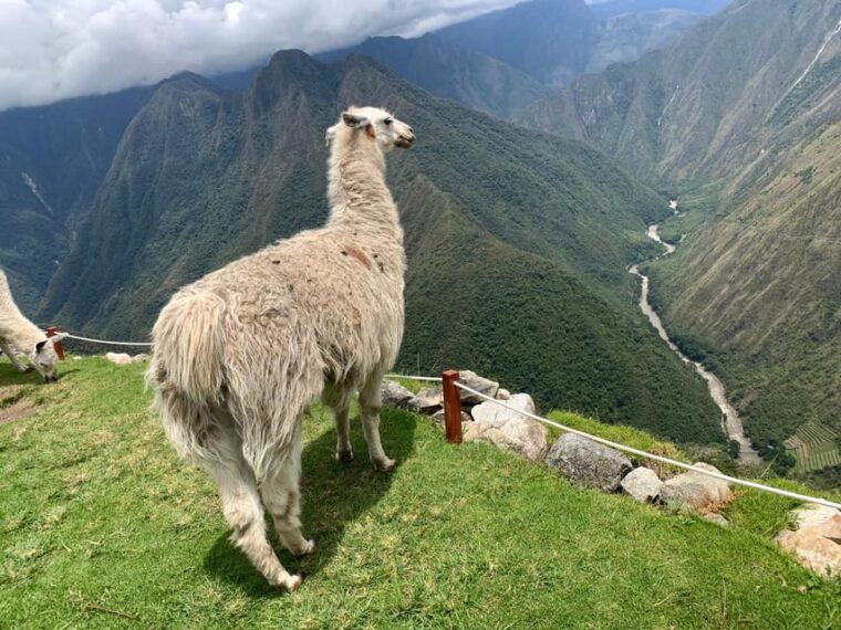 lares-trail-to-machupicchu-4-days-all-included