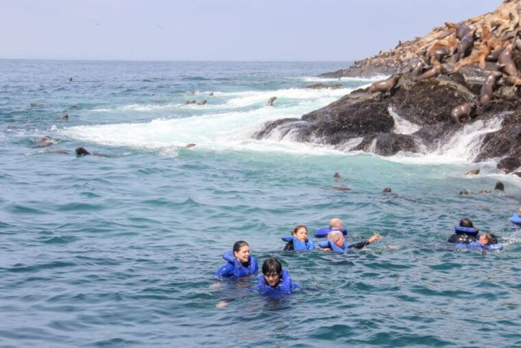 lima-palomino-islands-speedboat-tour-swim-with-sea-lions