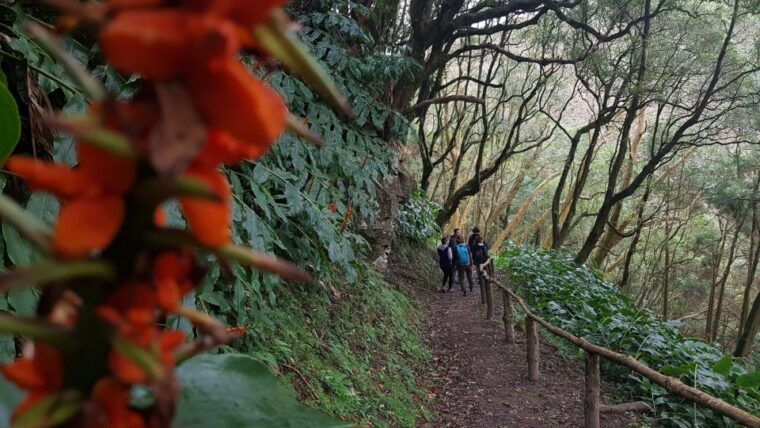 lomba-de-sao-pedro-waterfall-hiking-tour-with-tea-tasting