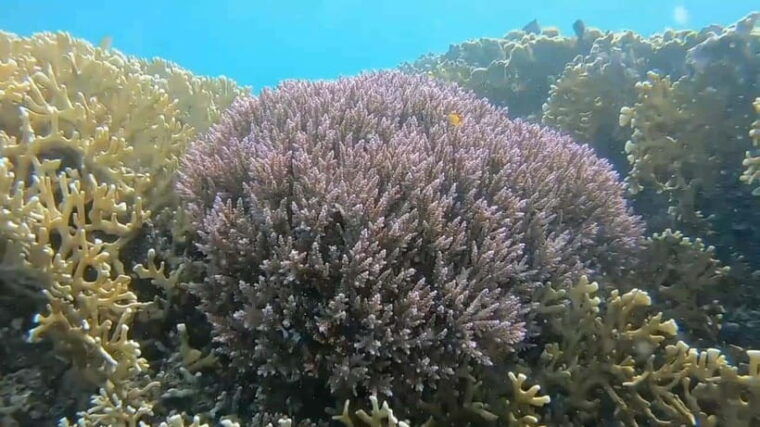 lombok-gili-nanggu-kedis-and-sudak-islands-boat-tour