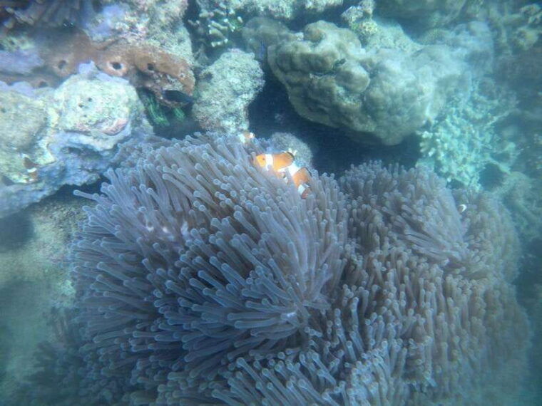 lombok-gili-nanggu-sudak-and-kedis-snorkeling-tour