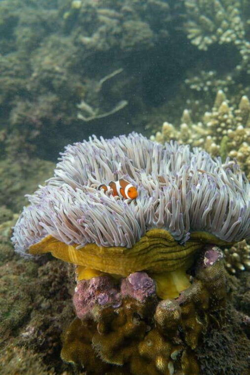 lombok-secret-gili-islands-snorkeling-tour