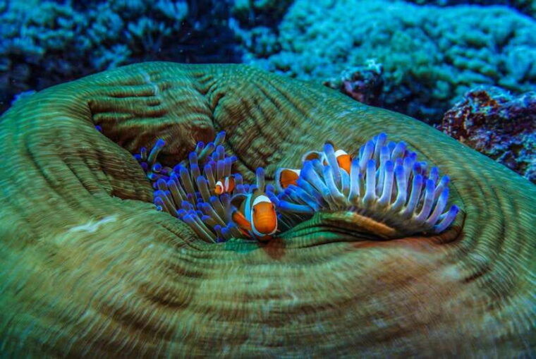 lombok-snorkeling-trip-gili-trawangan-meno-gili-air