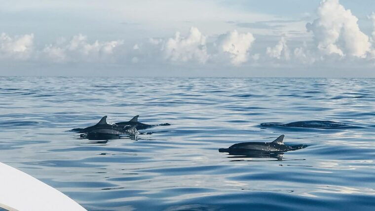 lovina-dolphin-watching-swimming-and-snorkeling