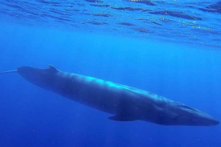 madeira-guaranteed-whales-or-dolphins-watching-tour
