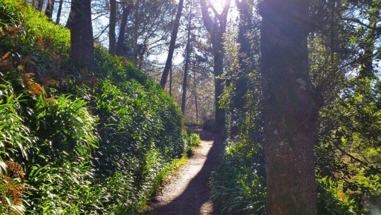 madeira-paradise-valley-levada-walk