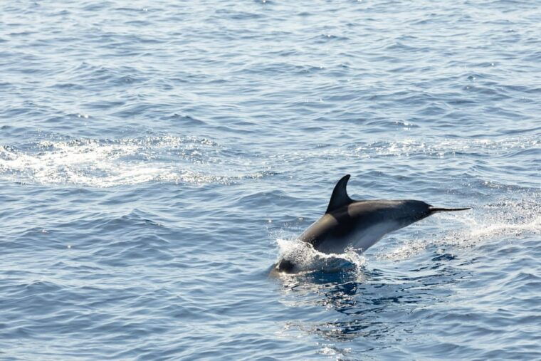 madeira-whales-and-dolphins-wooden-boat-excursion