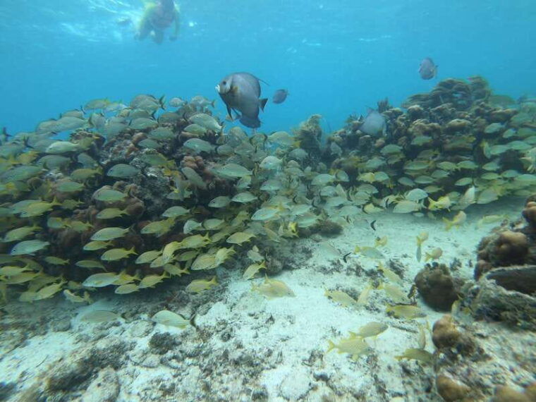 mahahual-snorkel-tour-in-reef-lagoon