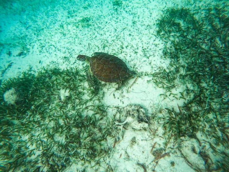 mahahual-snorkeling-boat-tour