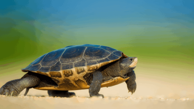 marmaris-dalyan-turtle-beach-and-kizilkum-bay-boat-tour