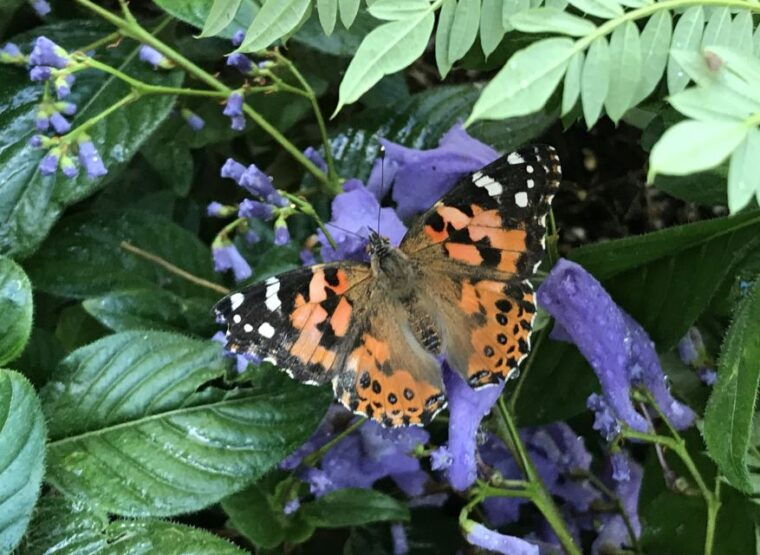 maui-interactive-butterfly-farm-entrance-ticket