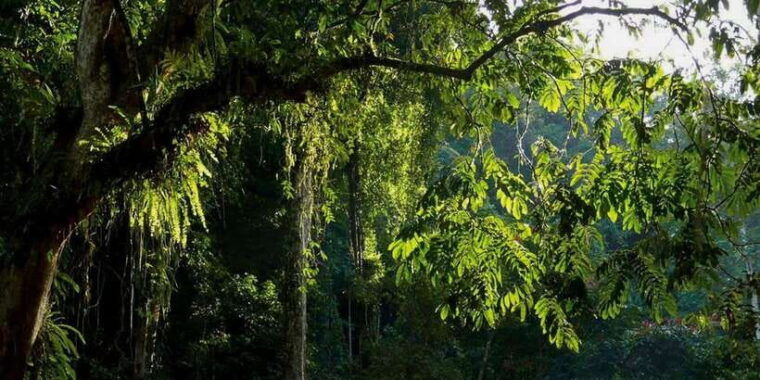 medan-in-the-jungle-of-mount-leuser-national-park-day-trip