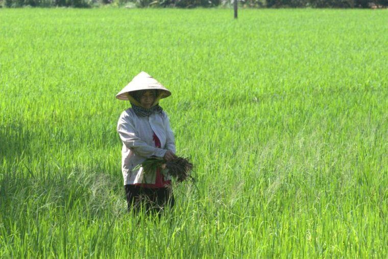 mekong-delta-private-tour-from-ho-chi-minh-city