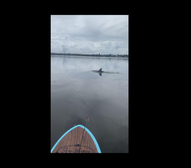merritt-island-manatee-watching-paddle-or-kayak-tour