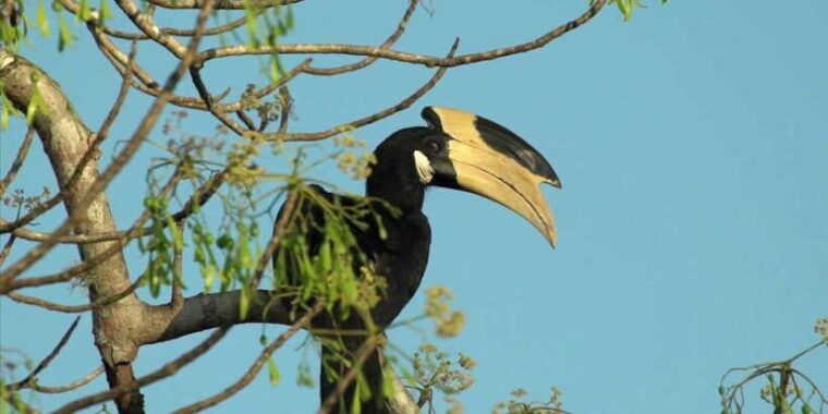 minneriya-jeep-safari-from-trincomalee