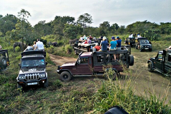 Minneriya / Kaudulla National Park Jeep Safari - Final Thoughts: Is It Worth It?