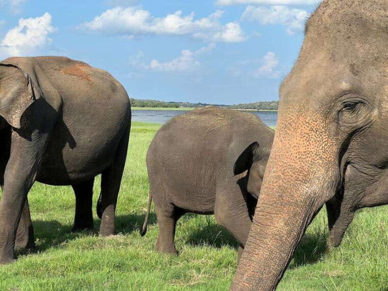 minneriya-minneriya-national-park-private-jeep-safari