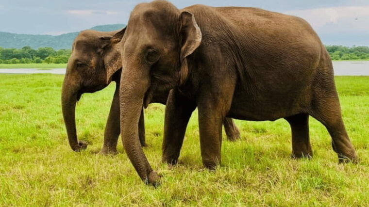minneriya-national-park-half-day-evening-jeep-safari