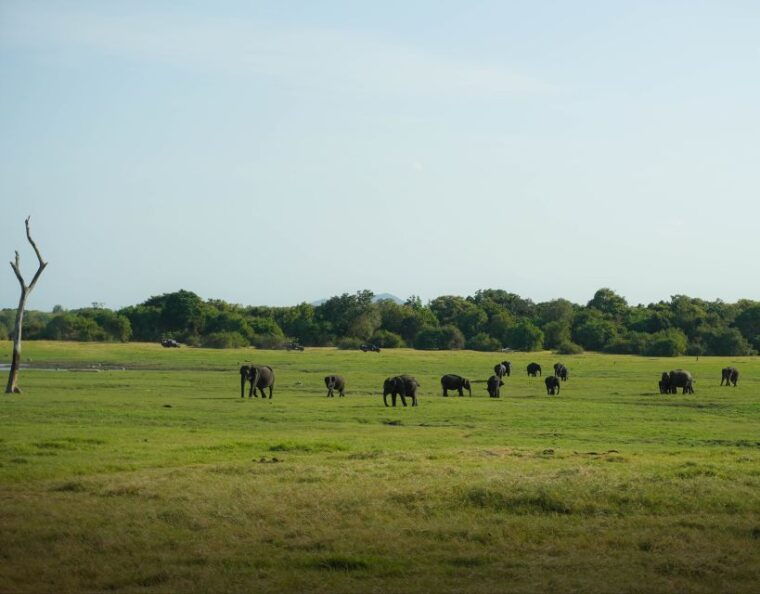 minneriya-national-park-half-day-sri-lanka-jeep-safari