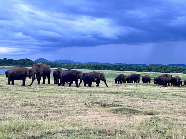 minneriya-national-park-private-safari