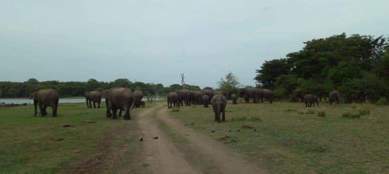 minneriya-national-park-safari