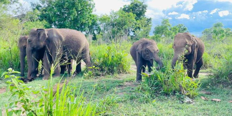 minneriya-park-jeep-safari-with-tickets-include-pickup-drop