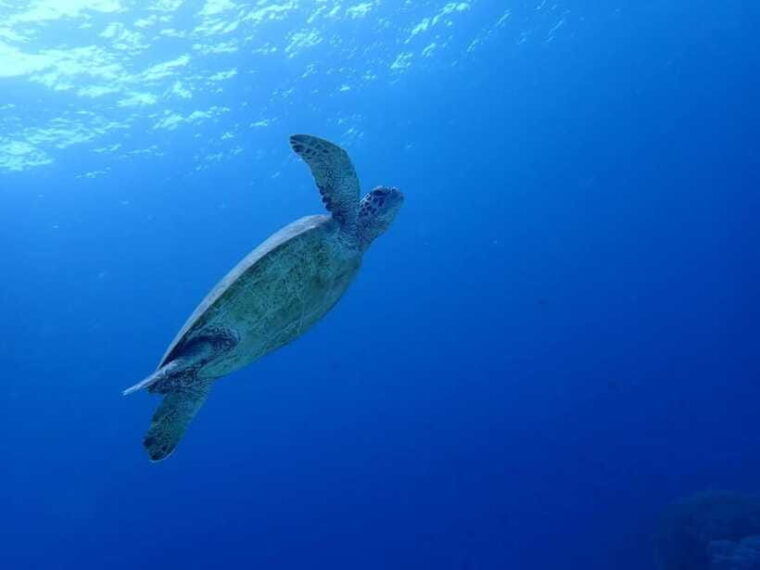 moalboal-sardine-run-sea-turtle-mantayupan-falls