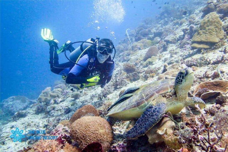 moalboal-scuba-diving-sardine-run-and-turtle-chasing
