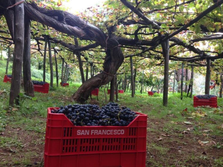 mountains-and-vineyards-the-secrets-of-the-coast-in-calesse-2