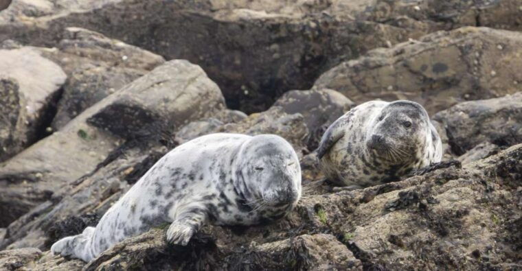 mounts-bay-penzance-discovery-boat-trip
