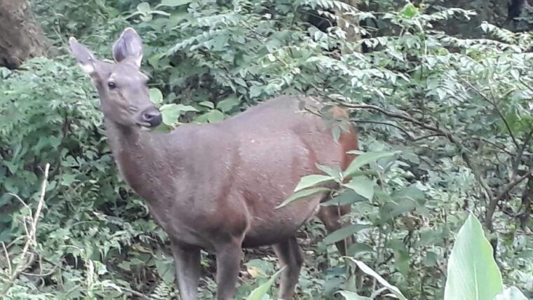 nepal-chitwan-national-park-3-day-jungle-tower-stay