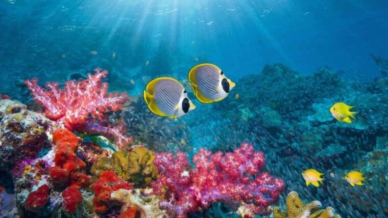 nha-trang-snorkeling-lunch-and-mini-beach