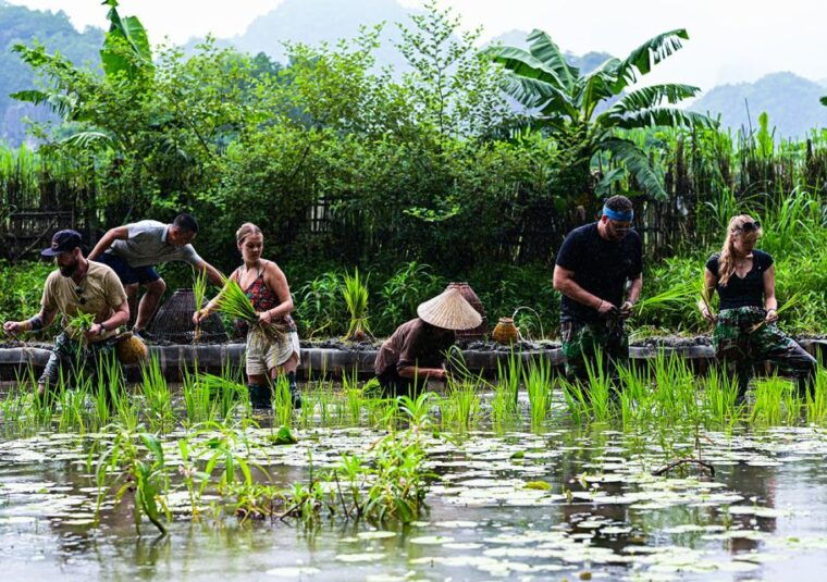 ninh-binh-buffalo-riding-rice-planting-group-tour