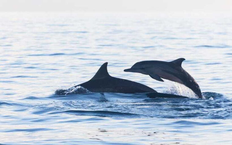 north-bali-dolphin-watching-and-snorkeling-tour