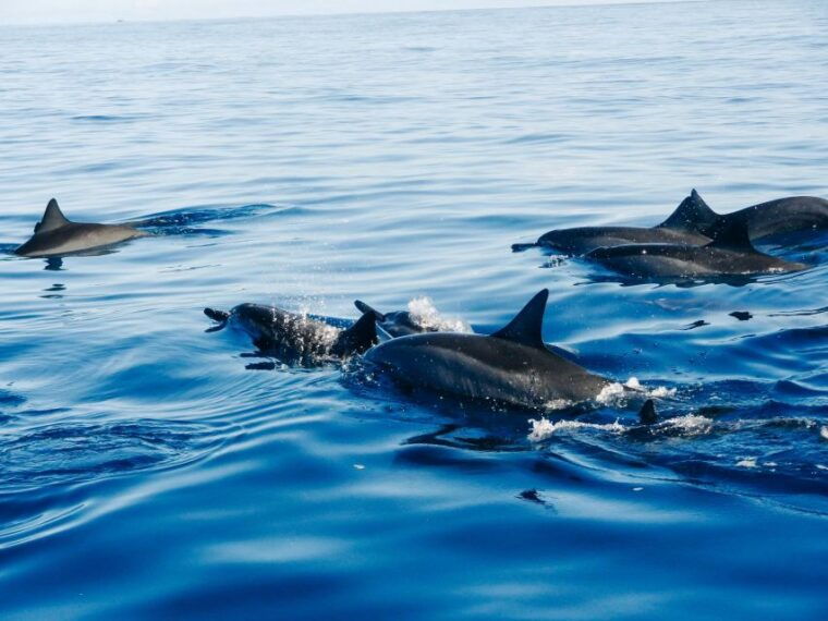 north-bali-lovina-dolphins-and-ulun-danu-temple
