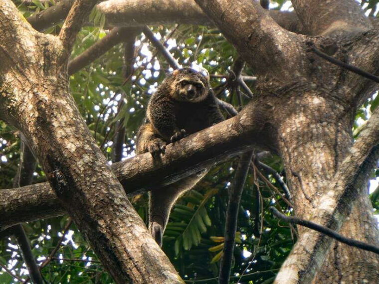 north-sulawesi-bitung-tangkoko-wildlife-adventure