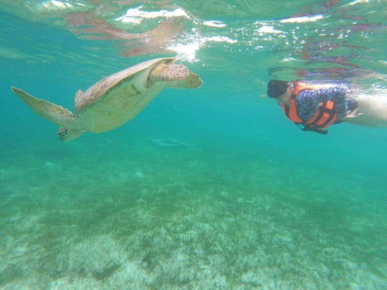 not-to-be-missed-tour-snorkeling-turtles-and-photos