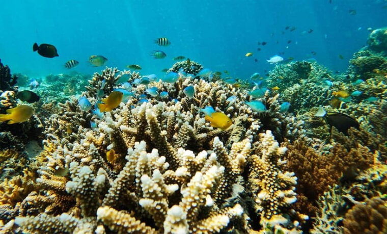 nusa-penida-afternoon-private-manta-safari-snorkeling