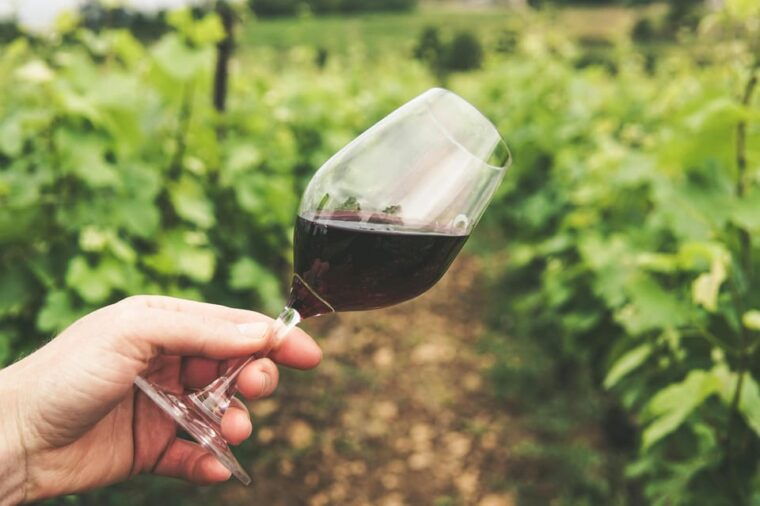 one-day-winery-tour-with-wine-tasting-and-cheese-snack