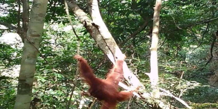 orangutan-tour-jungle-trekking-in-sumatra