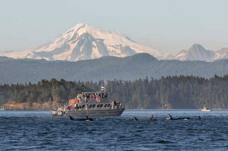 orcas-island-whale-and-orca-guided-speedboat-tour-2