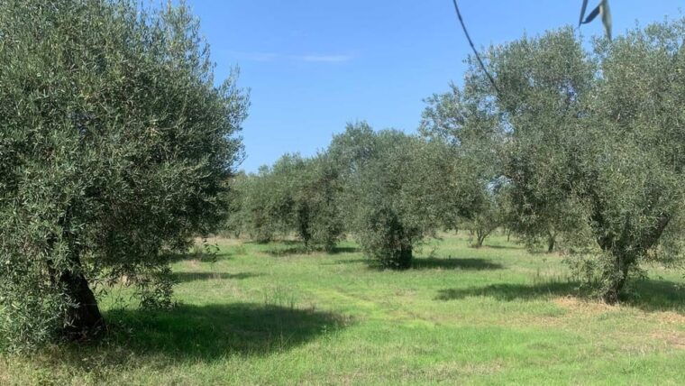 oristano-visit-a-farm-with-oil-tasting