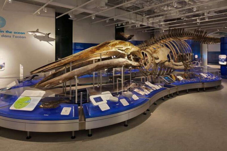 ottawa-canadian-museum-of-nature-admission