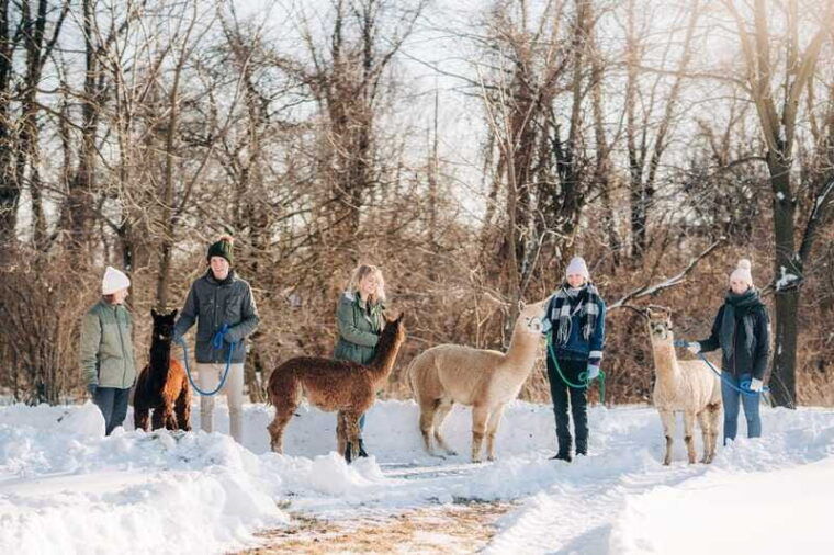 oxford-county-on-alpaca-farm-walk-learning-experience