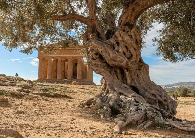 palermo-to-taormina-stop-valley-of-temples-and-roman-villa