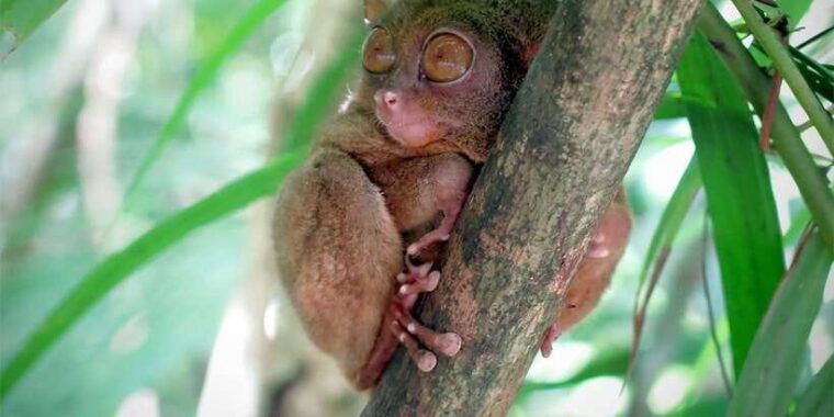 panglao-dao-forests-and-tarsier-sanctuary-tour-with-lunch