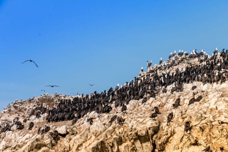 paracas-ballestas-islands-tour-all-inclusive-2