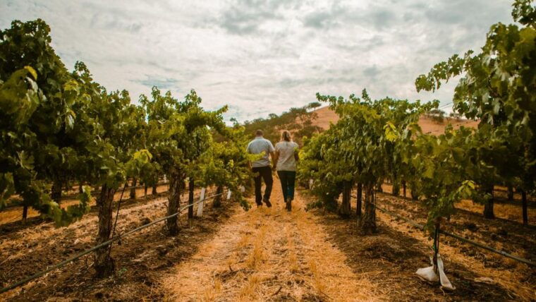 paso-robles-scenic-sidecar-vineyard-tour